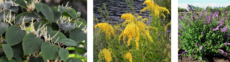plantes exotiques envahissantes